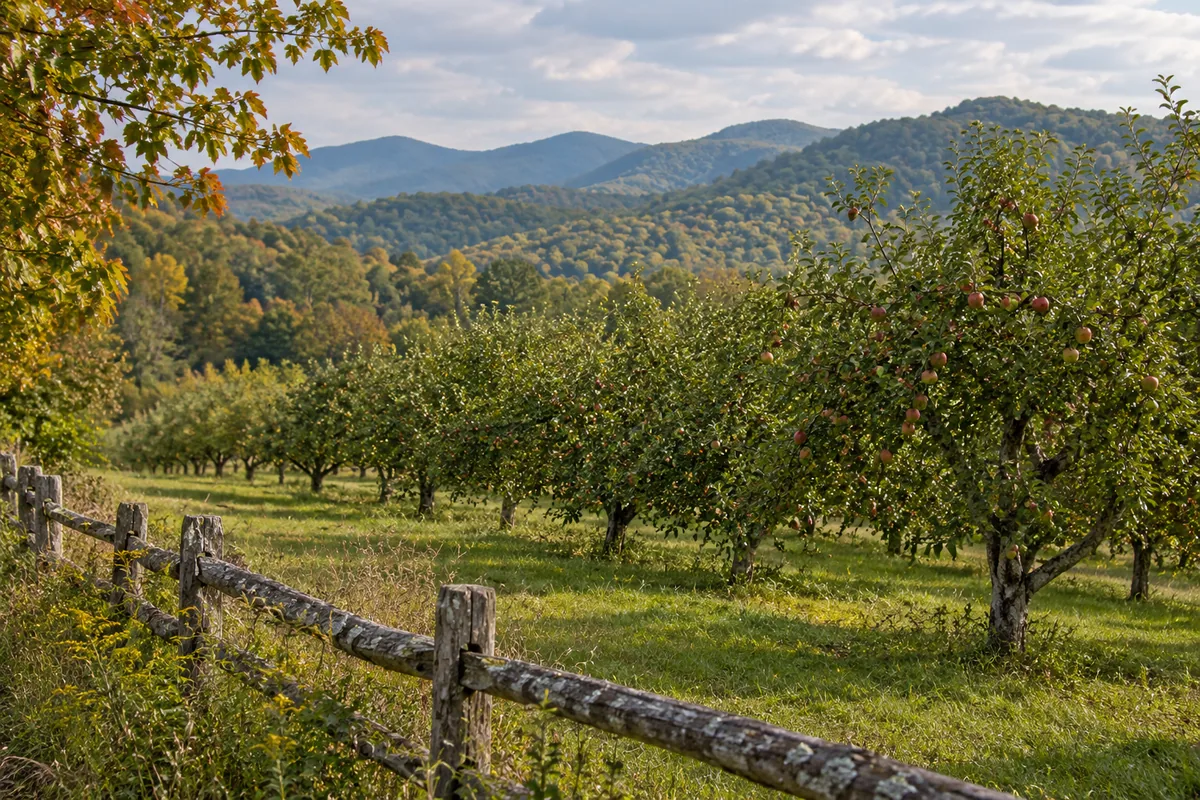 Apple trees and a split-rail fence with wooded Virginia foothills beyond