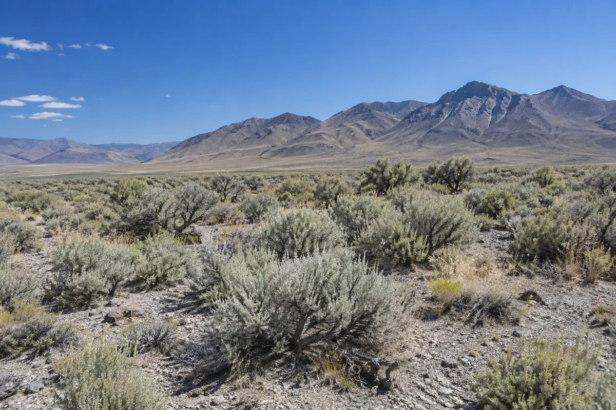 Sagebrush on open desert ground below a dry mountain ridge