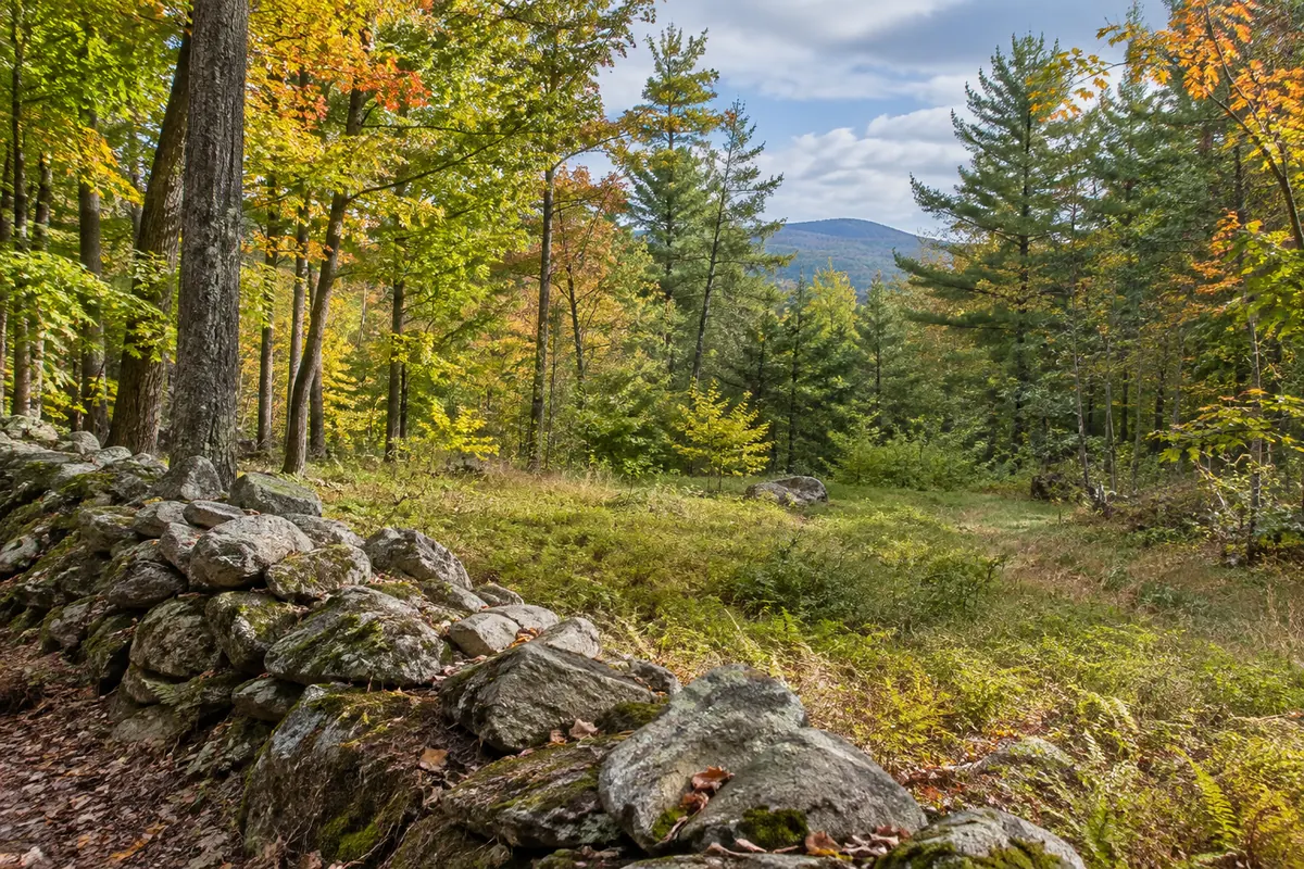 A low stone wall beside a grassy opening and autumn woods