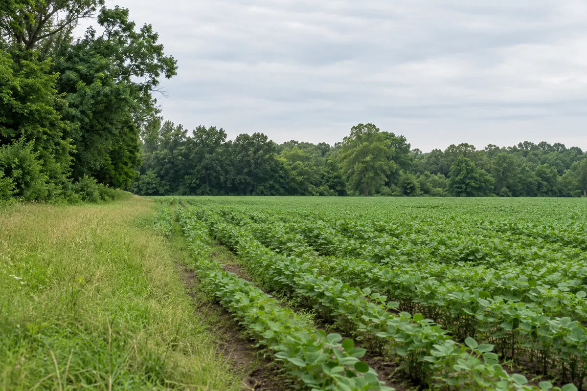 Rows of low crops beside a grassy field edge and mixed woods