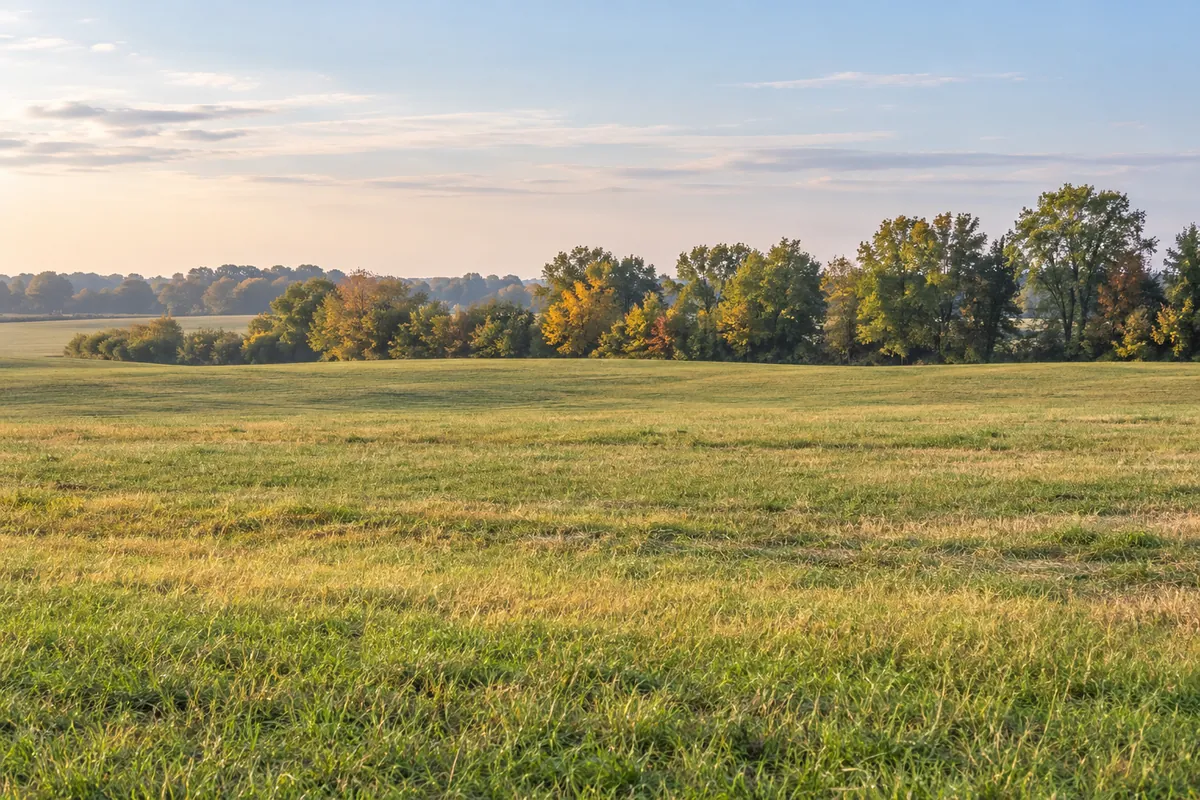 Low rolling hay meadow with a distant line of leafy trees