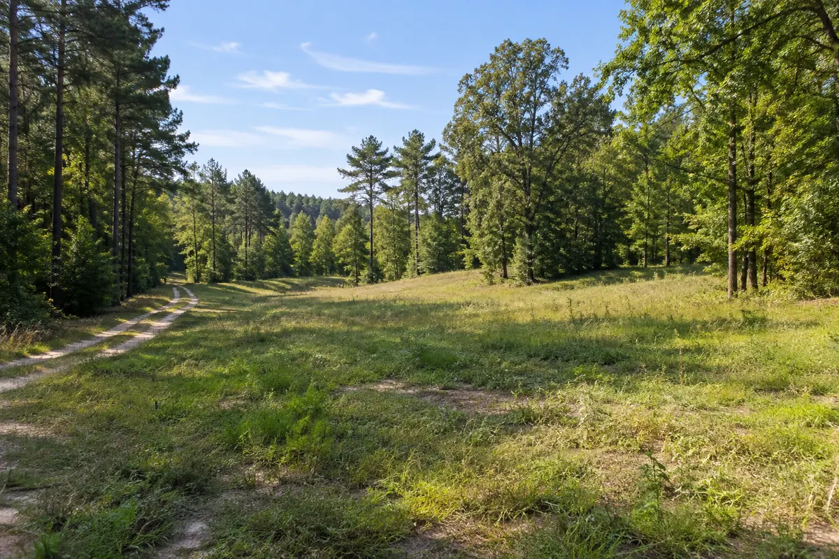 A grassy clearing and sandy track bordered by pines and hardwood trees