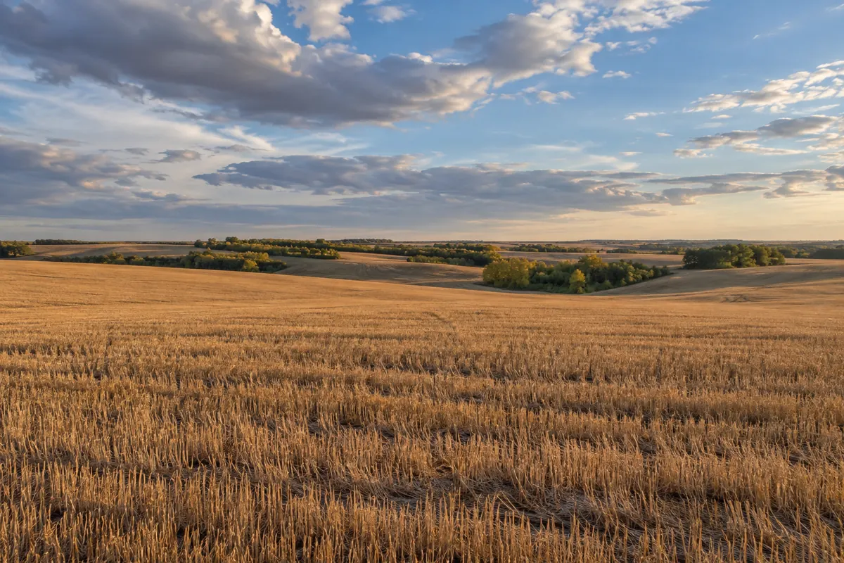 A harvested field under a wide prairie sky
