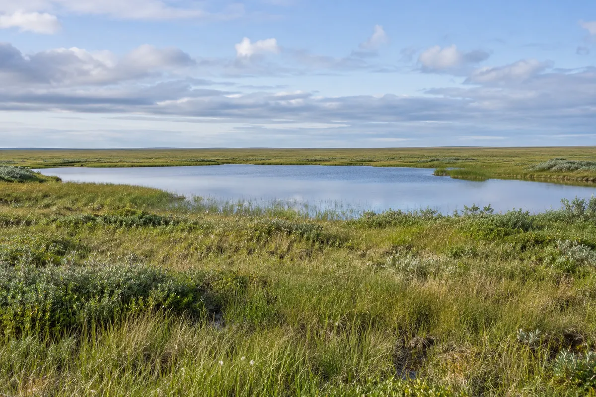Low grassy tundra surrounding a shallow pond beneath a cool cloudy sky