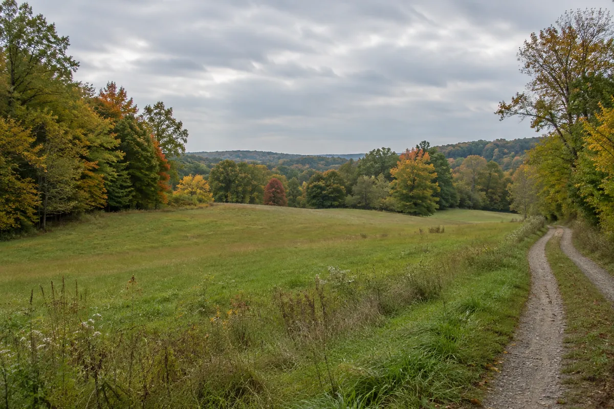 Rolling meadow beside a wooded tree line and quiet gravel lane