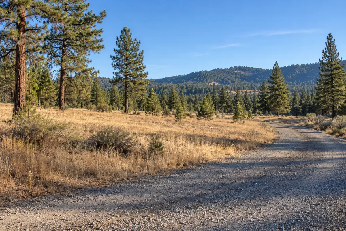 Gravel entrance beside golden grass and pine trees with wooded hills beyond