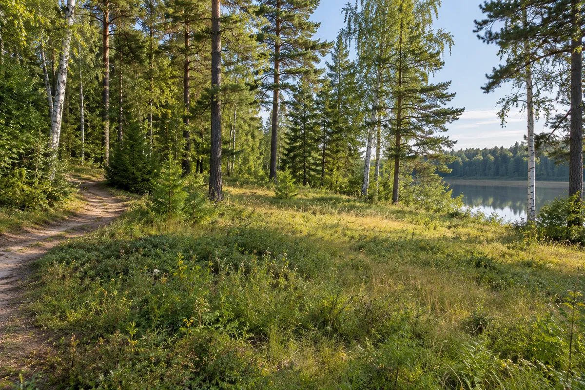 Grassy clearing framed by pine and birch trees beside a quiet lake
