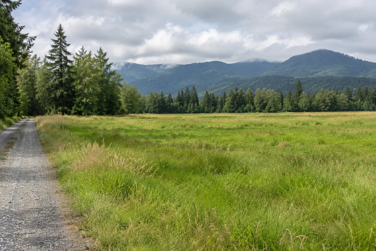 Green hayfield beside a gravel farm lane, with alder trees and forested foothills in northwestern Washington