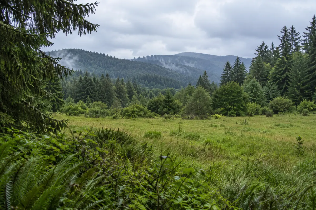 Green coastal meadow bordered by tall conifers beneath a cloudy sky