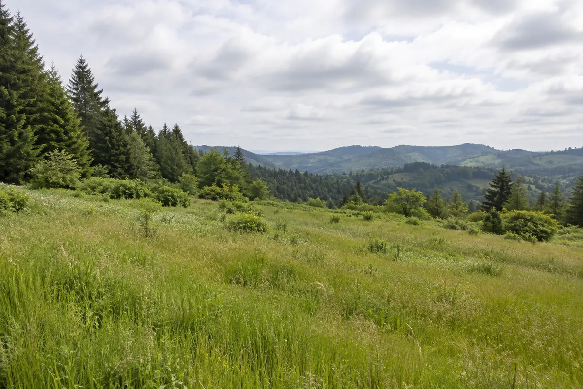 Grassy meadow bordered by conifers with wooded hills beyond