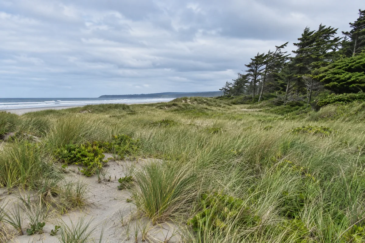 Beach grass covers sandy coastal dunes beside wind-shaped evergreen trees