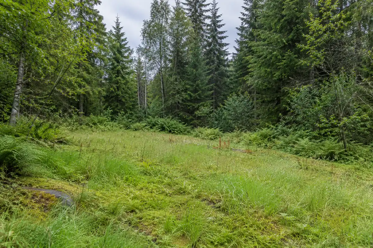 Grassy clearing edged by spruce and alder trees in a cool coastal forest