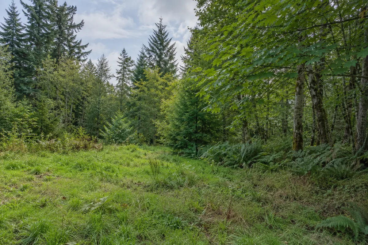 Fir and alder trees border a grassy clearing with ferns in western Washington