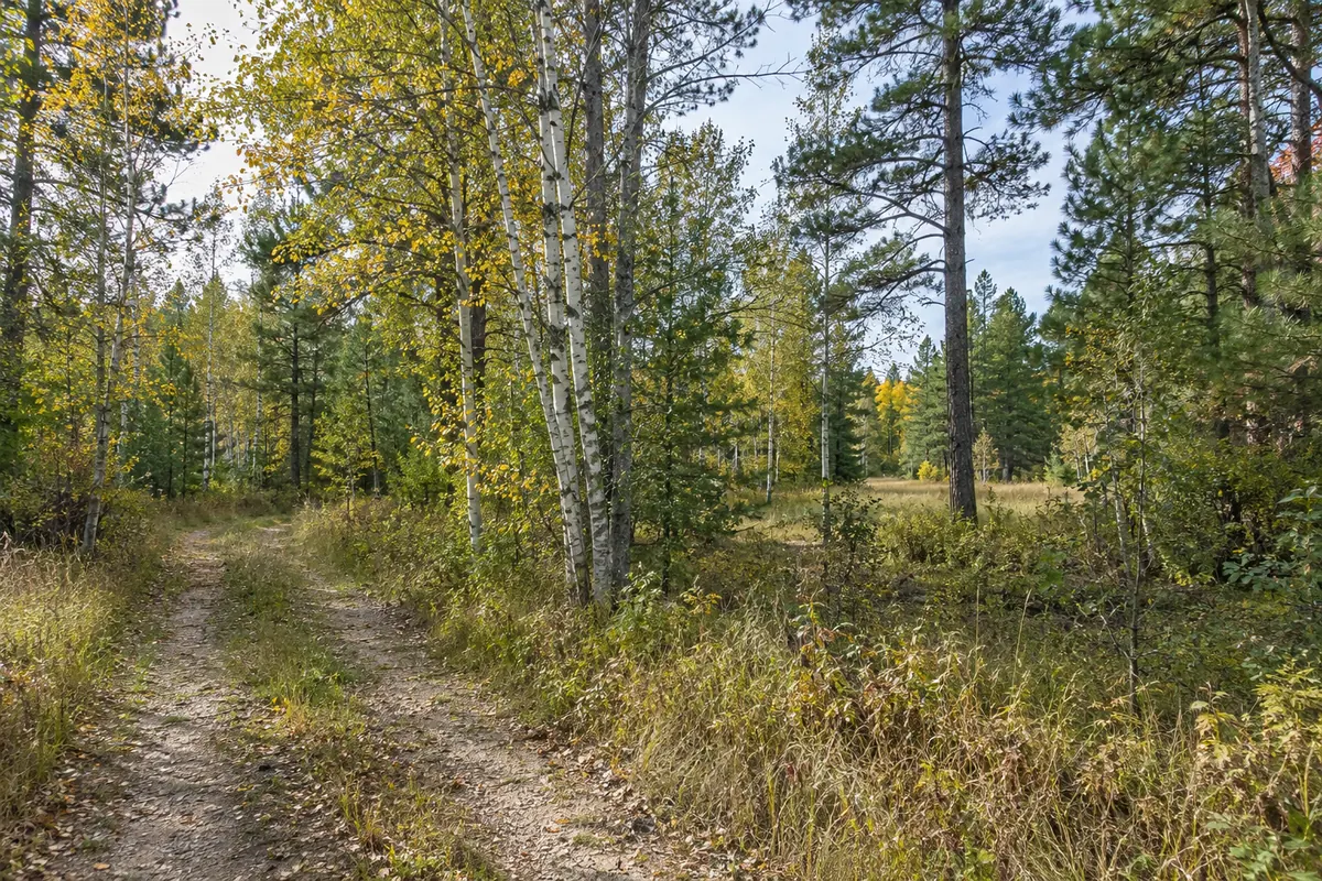 Narrow track through birch trees and pine woodland