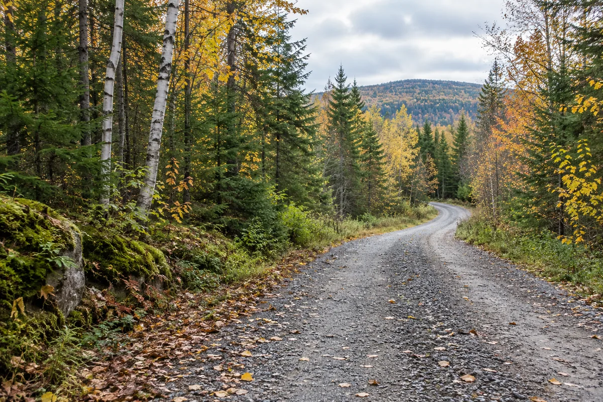 A gravel road curves through spruce and birch woods with early autumn leaves and low wooded hills