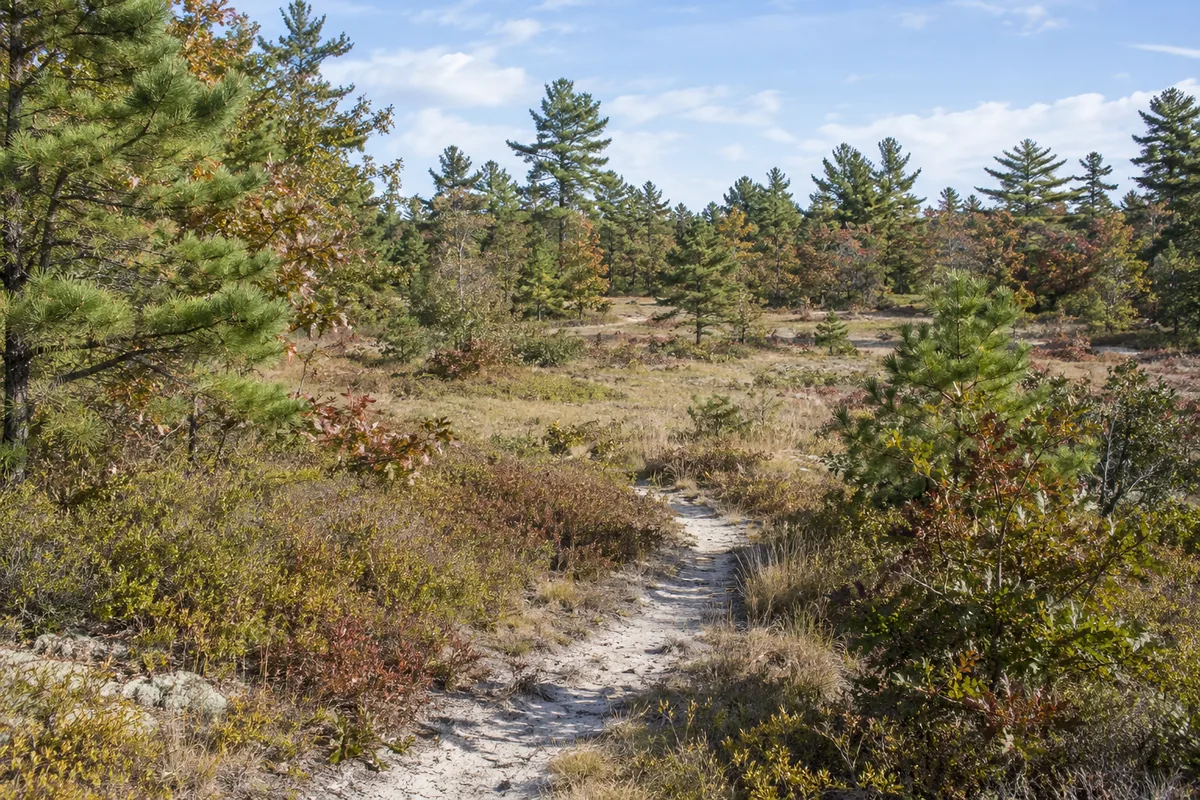 A sandy path through a grassy opening bordered by pine and oak trees