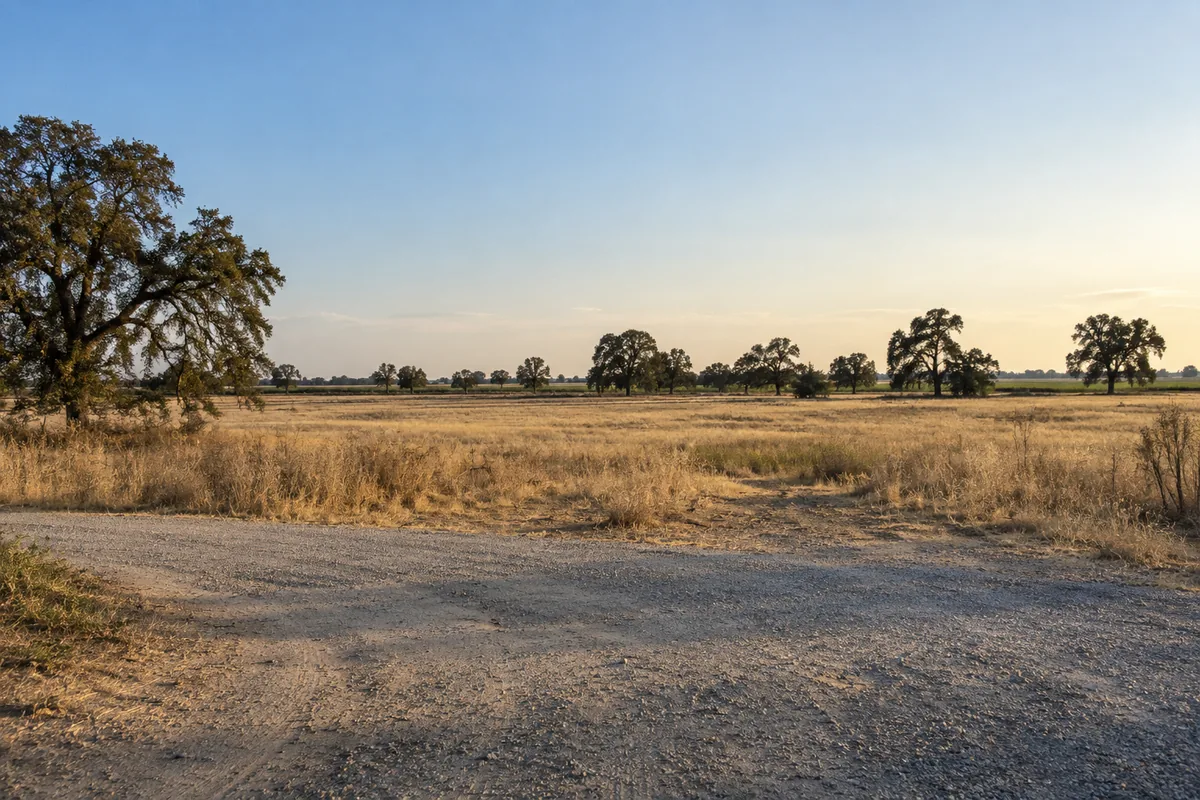 Gravel entrance beside a flat golden field with scattered oak trees