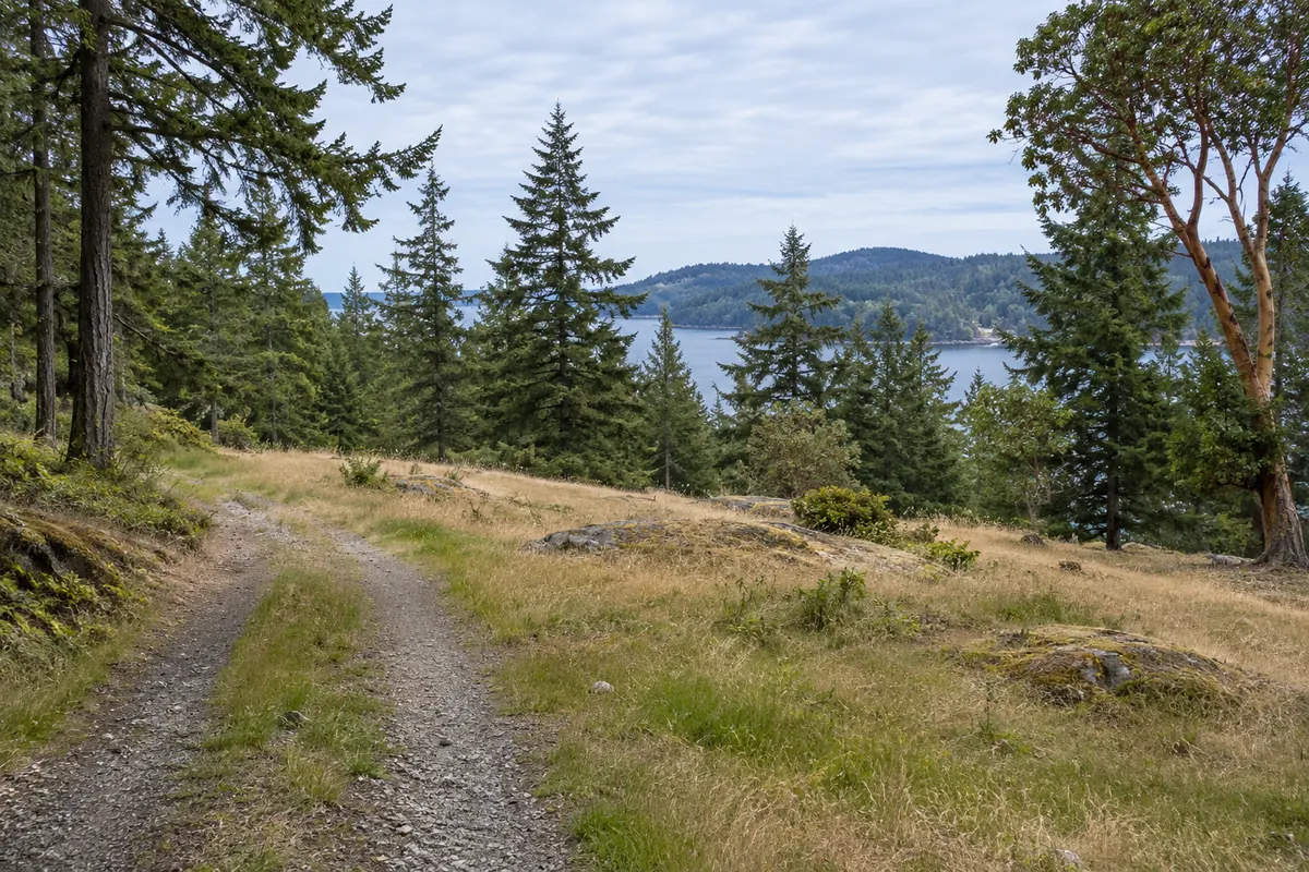A grassy island clearing with fir trees, a madrone and a gravel track