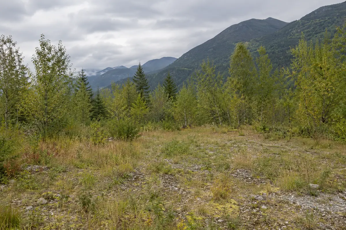 Low grass and gravel in a birch-lined clearing beneath distant forested mountain slopes