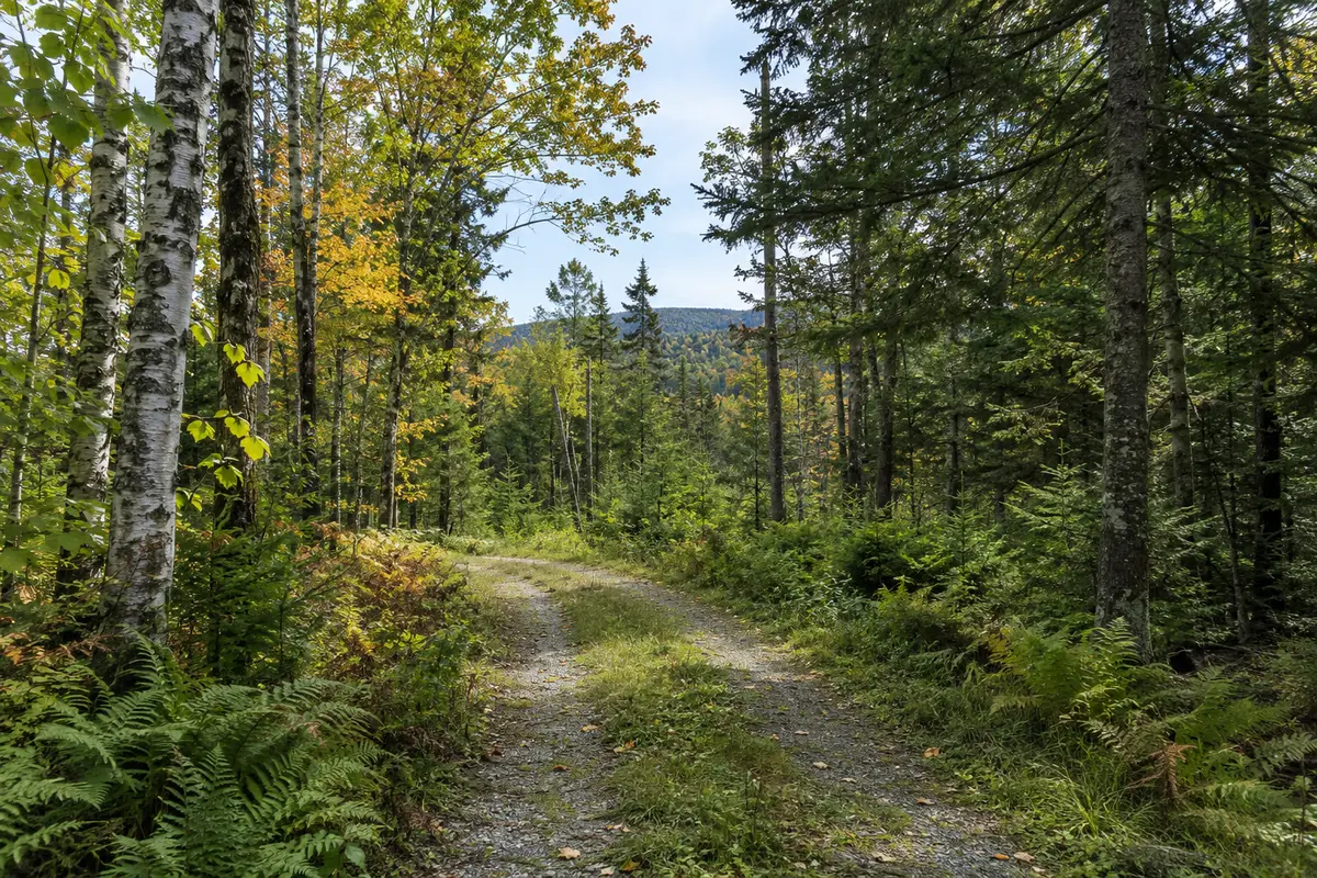 A gravel woods road curves between birch and spruce trees with ferns along the edge