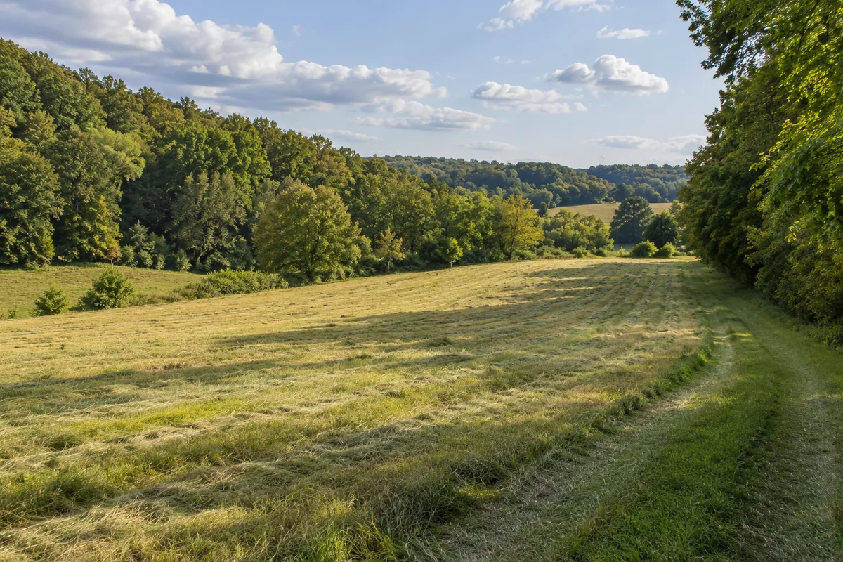 A rolling hay meadow beside mixed woodland and a mown farm track