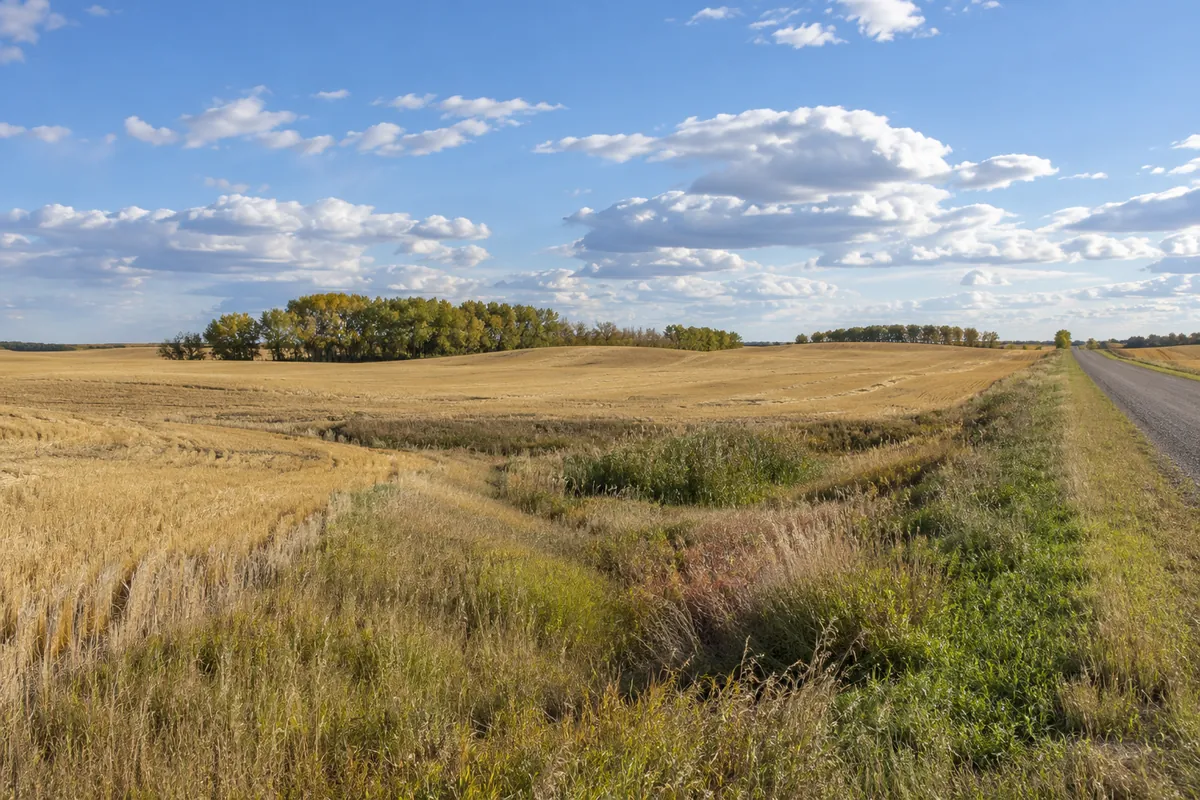 Harvested wheat field beside a gravel farm road and distant cottonwood shelterbelt in southeastern North Dakota