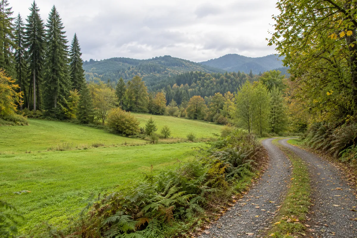 Gravel lane beside a green meadow and tall fir trees, with forested hills beyond
