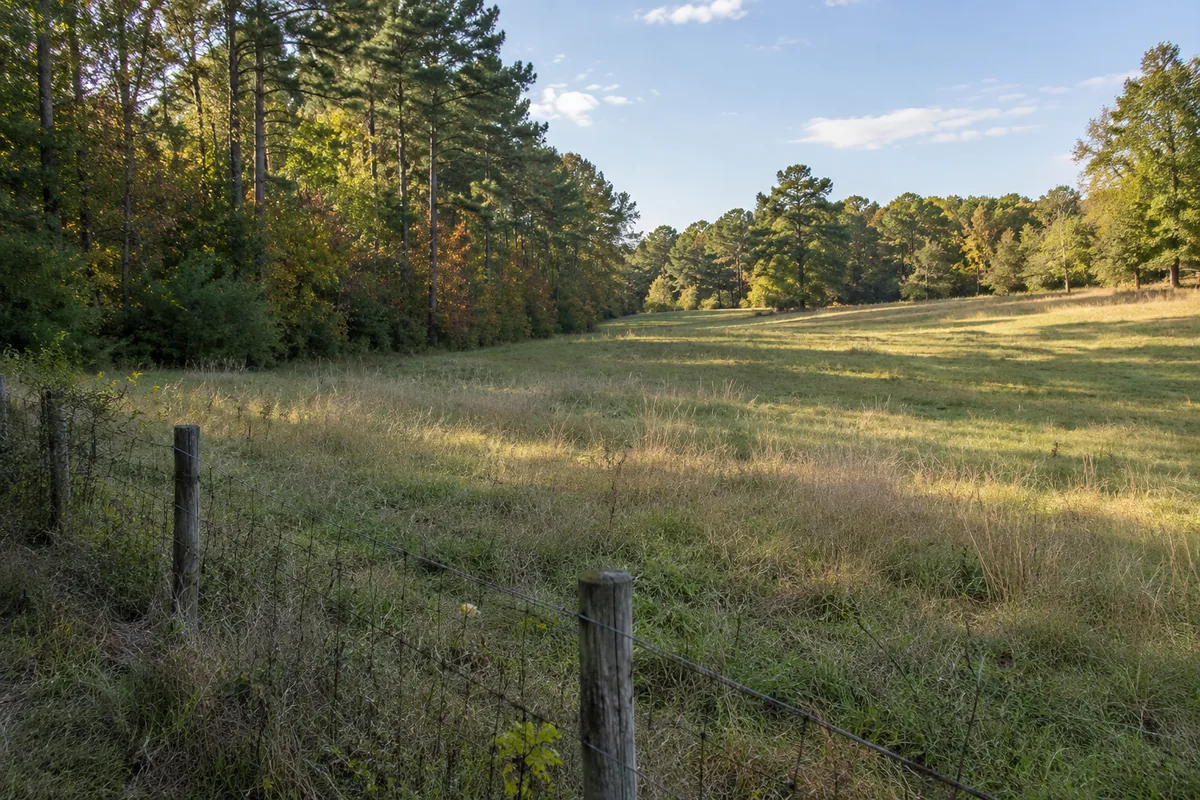 A weathered wire fence borders a grassy opening beside pines and hardwood trees