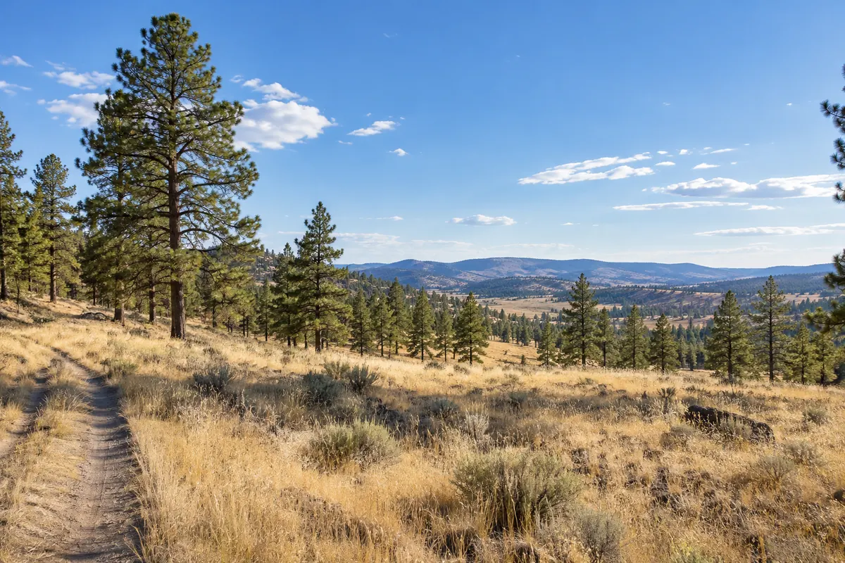 Open dry grassland with scattered ponderosa pines under a wide blue sky