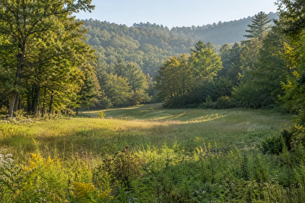 Grassy clearing framed by hardwood trees and wooded hills