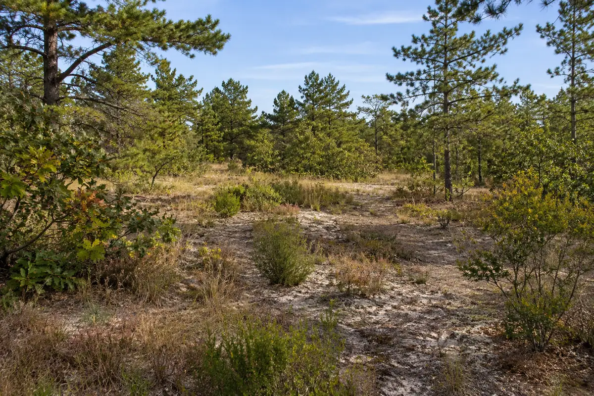 Sandy woodland clearing with pine trees, low shrubs and grasses
