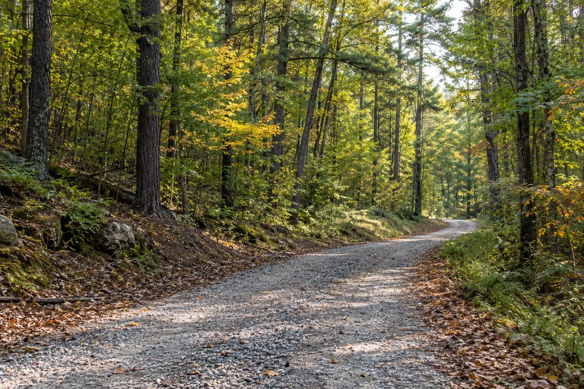 Gravel road curving through mixed pine and hardwood woods