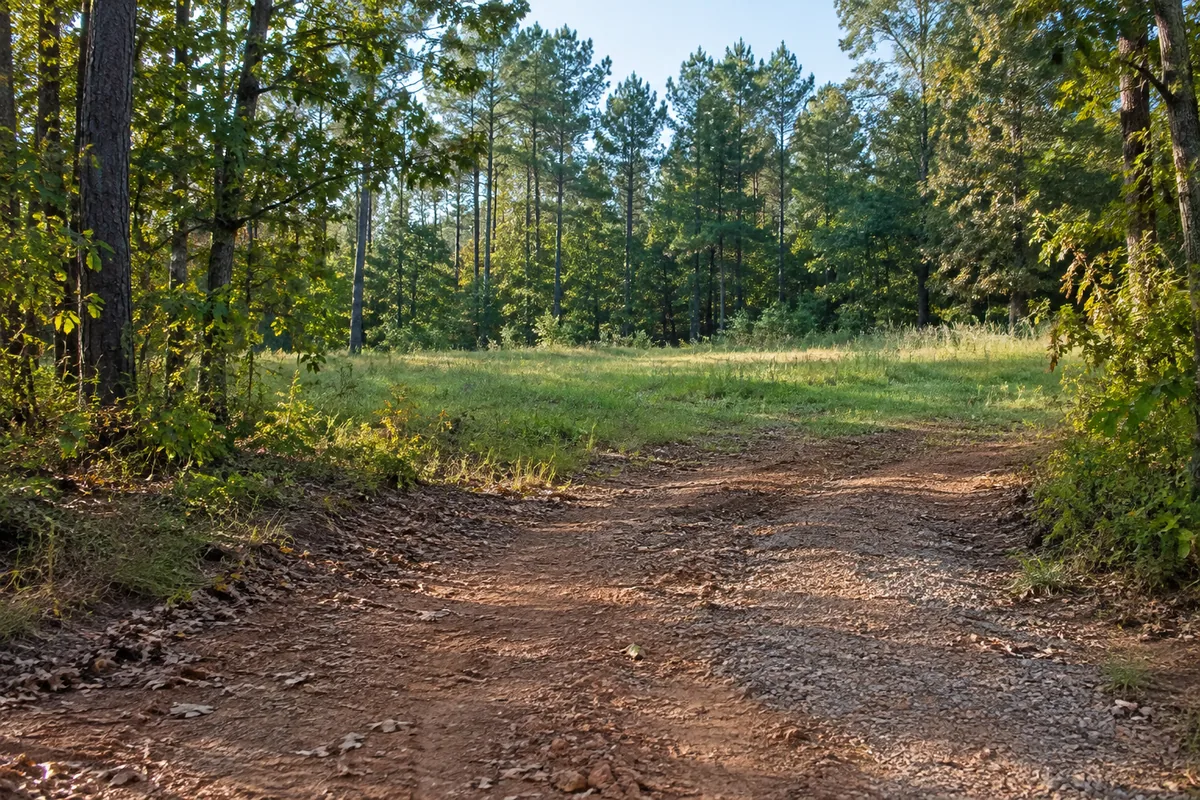 Gravel entrance into a grassy clearing surrounded by pine and oak trees