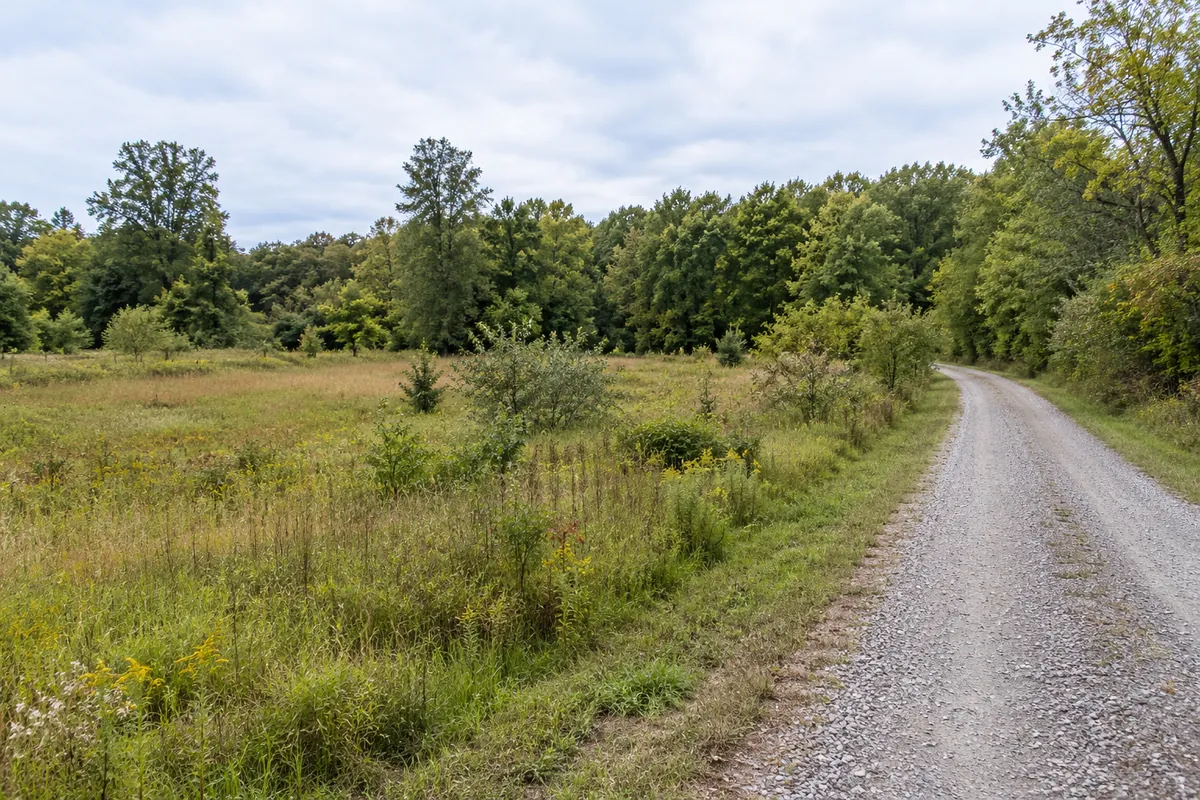 Open meadow beside a gravel road curving toward a tree line