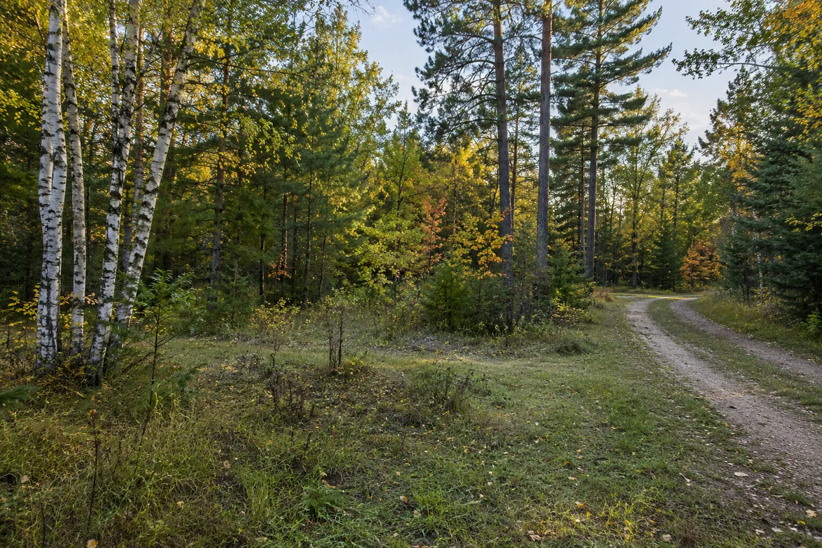 Gravel track through birch, pine and leafy woodland beside a grassy clearing