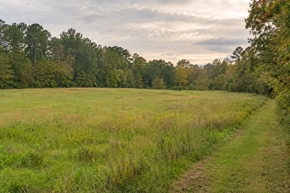 An open grassy field with pine trees and a mown path