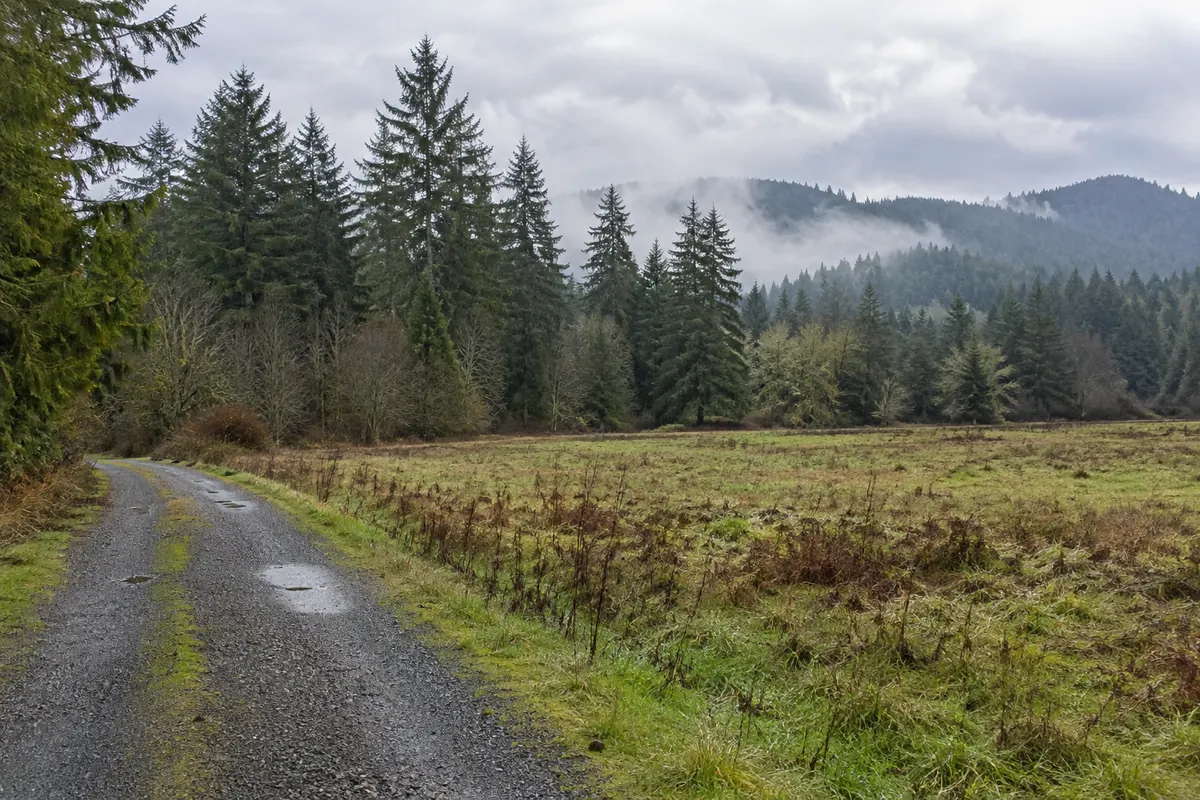 An open meadow beside evergreen woods under low clouds