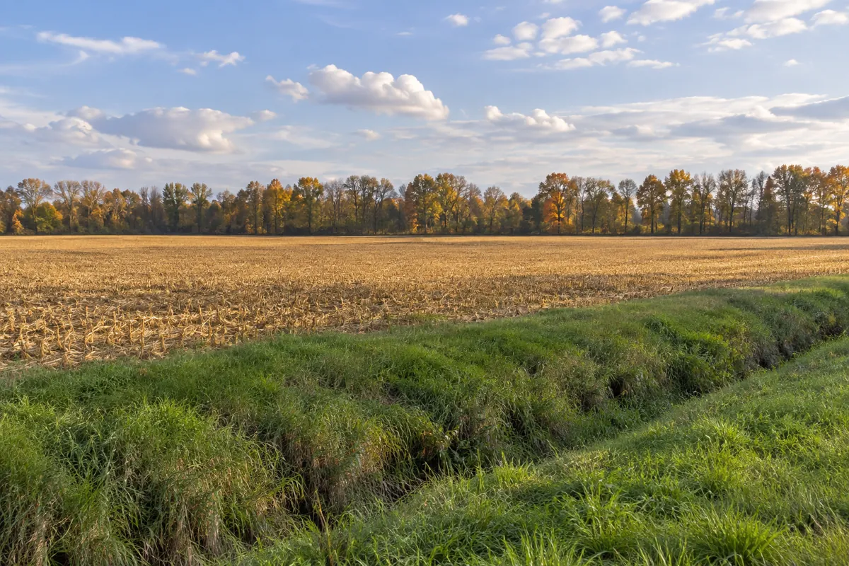 Open harvested field with a grassy edge and distant autumn tree line