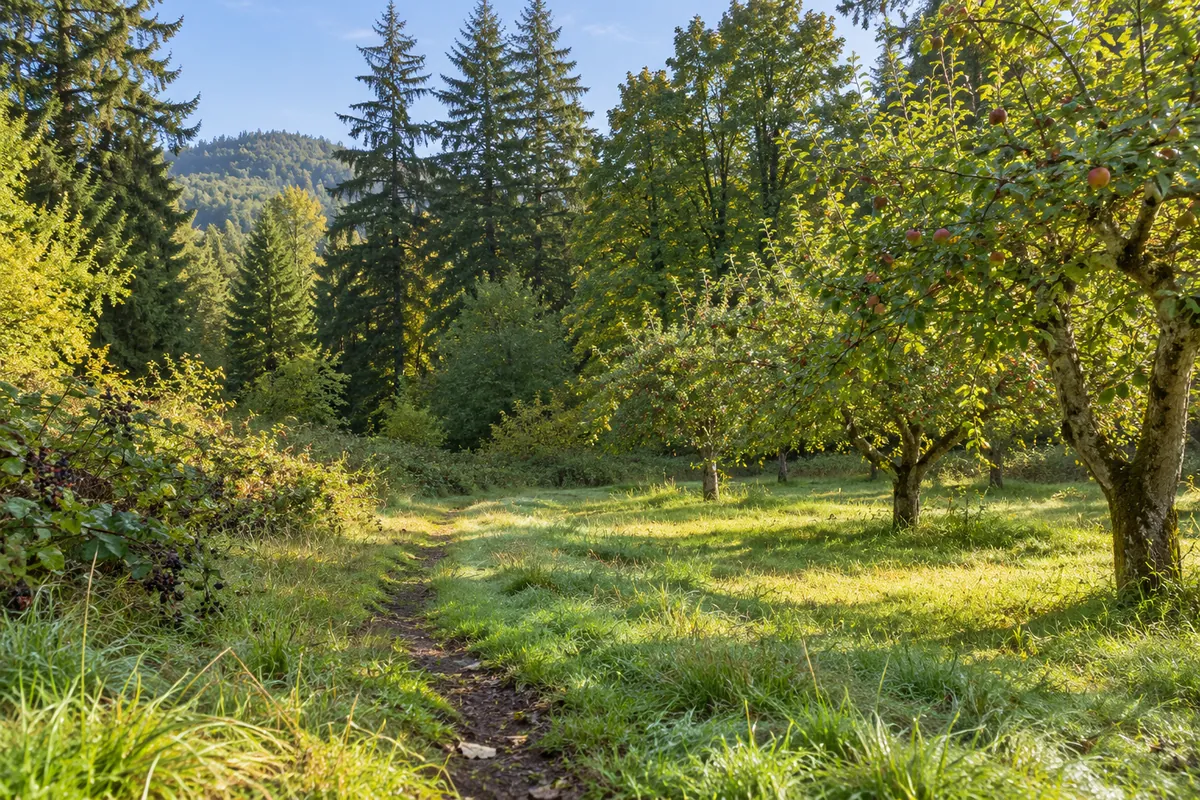 Sunny grassy clearing with apple trees and a fir and maple woodland edge