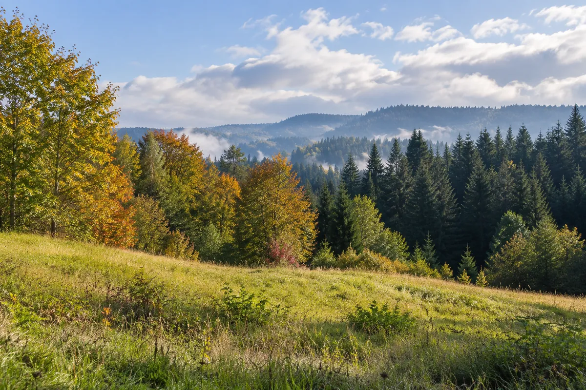 Open meadow bordered by autumn maple trees and evergreens, with a misty wooded ridge