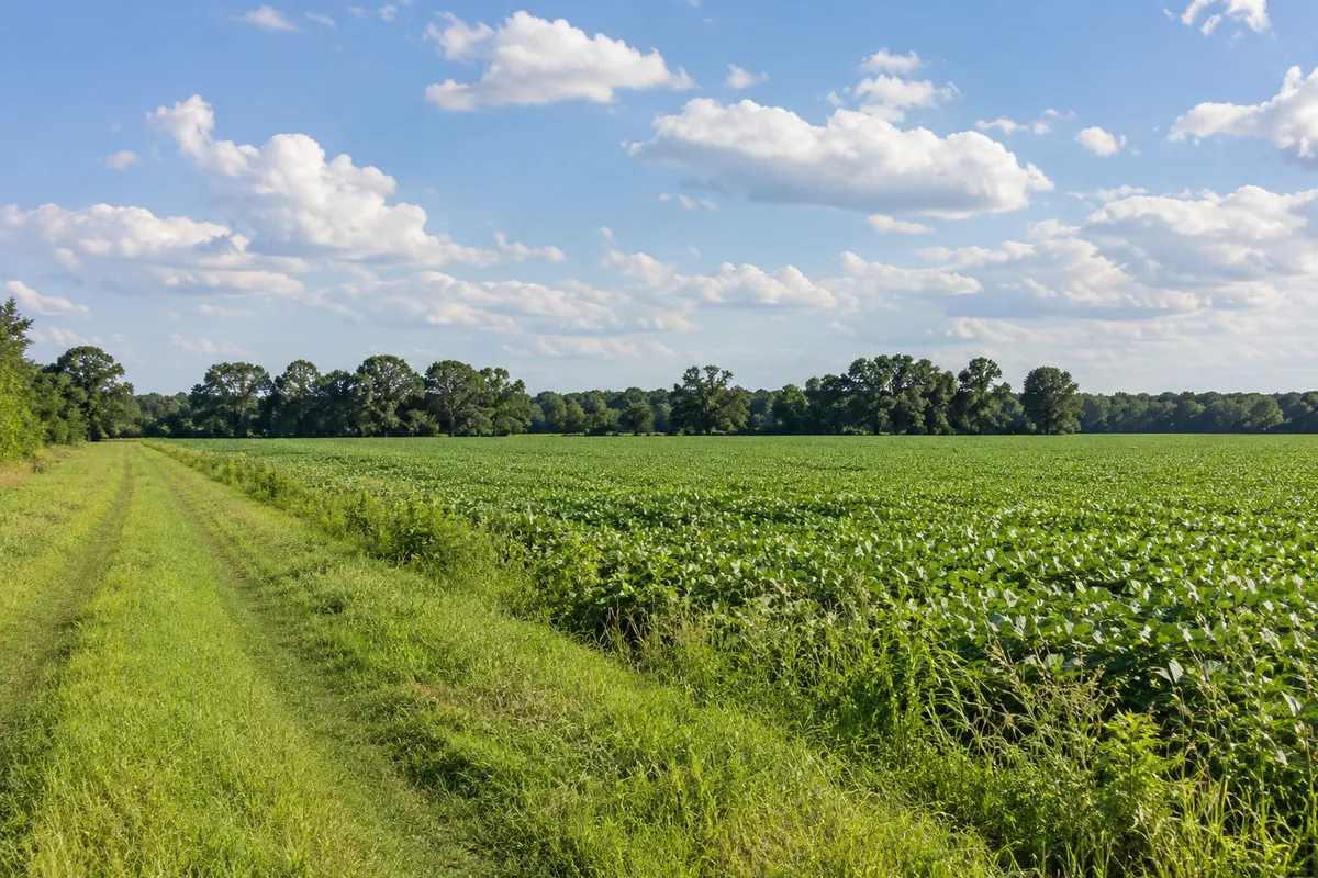 Open field and grassy farm lane beside a line of leafy trees