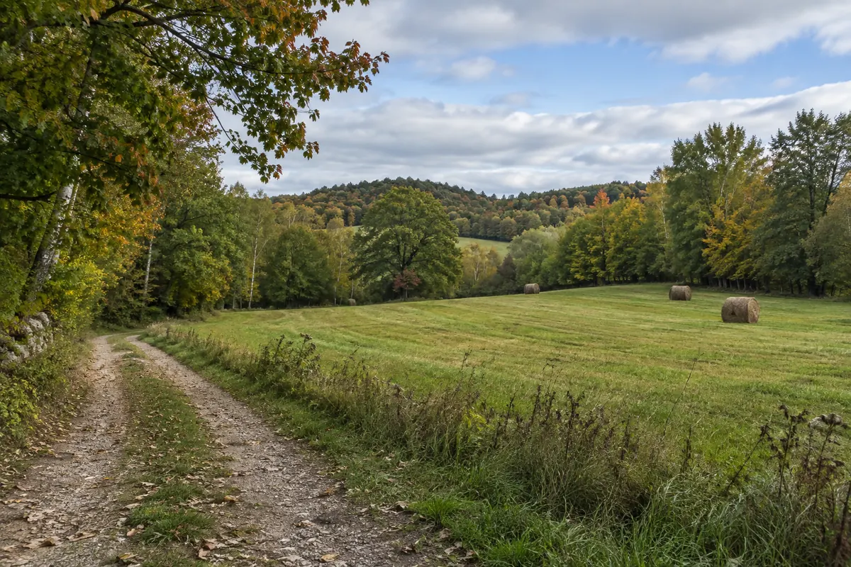 A green hay field bordered by mixed woodland in gentle rolling country