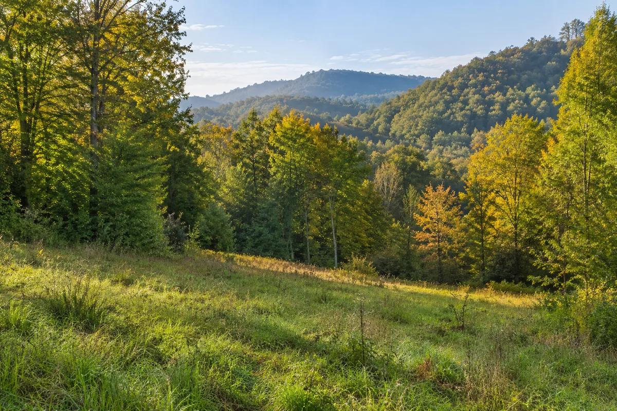 A grassy clearing overlooks wooded hills with green and gold autumn leaves