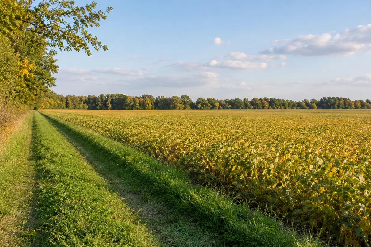 Grassy farm lane beside an open crop field and tree line