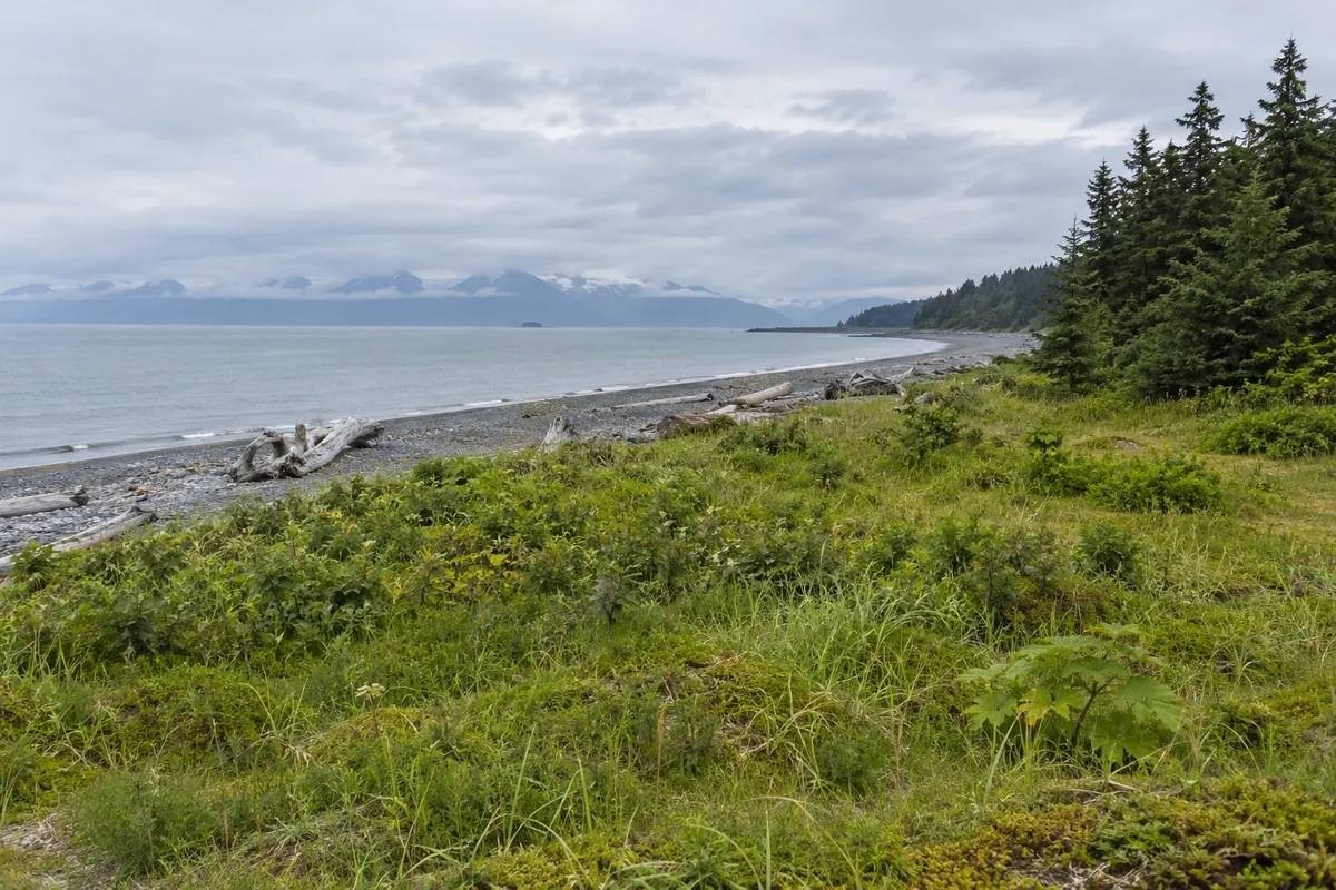 Grassy coastal clearing beside a pebbly shore with driftwood and spruce trees under low clouds
